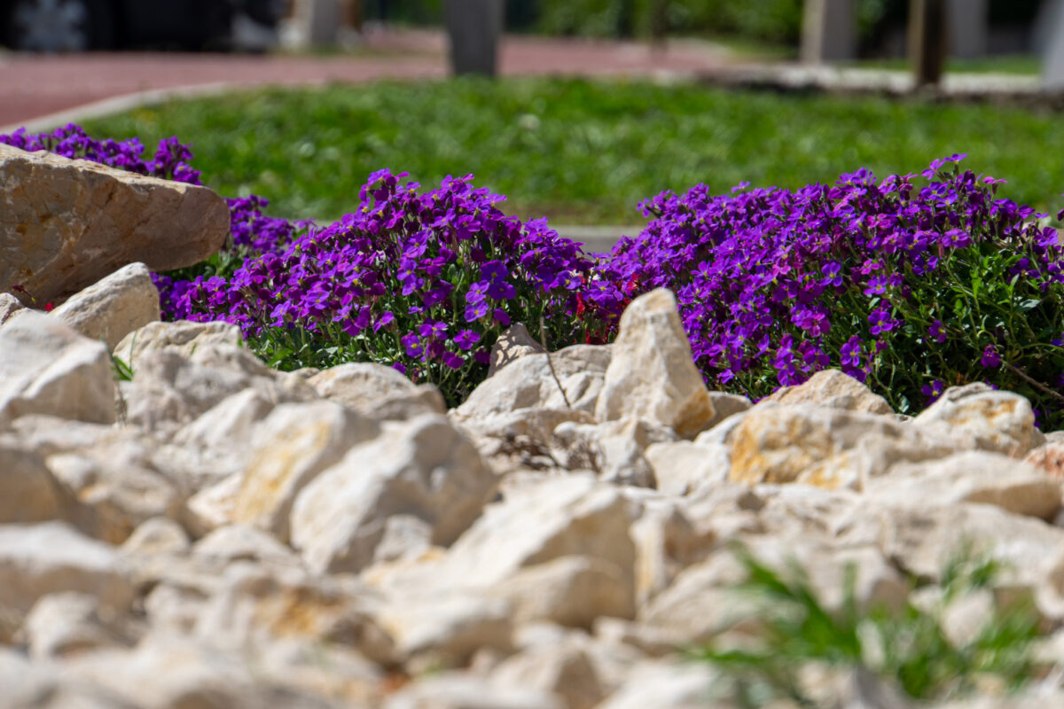 La route en fleurs - vue rapprochée roche & fleurs