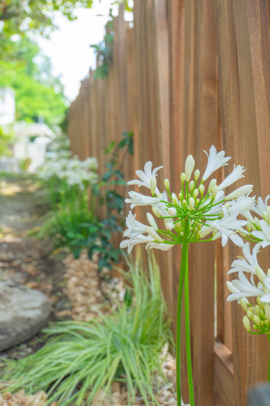 Lisière ensoleillée - vue fleur